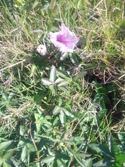 Ipomoea cairica