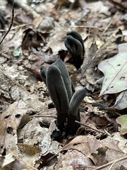 Geoglossum
