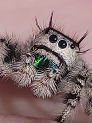 Phidippus otiosus