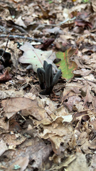 Geoglossum