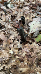 Geoglossum