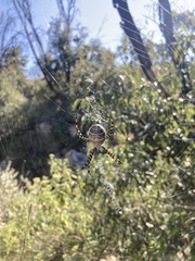 Argiope trifasciata