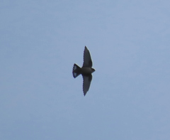 Ptyonoprogne rupestris