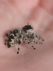 Phidippus otiosus