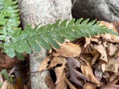 Polystichum acrostichoides