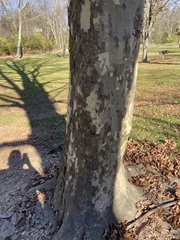 Platanus occidentalis
