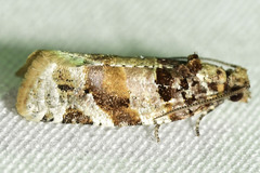 Argyrotaenia kimballi