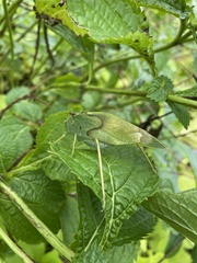 Microcentrum rhombifolium