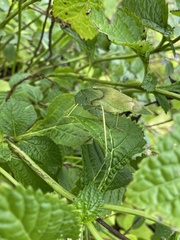 Microcentrum rhombifolium