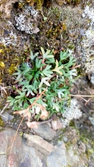 Saxifraga
