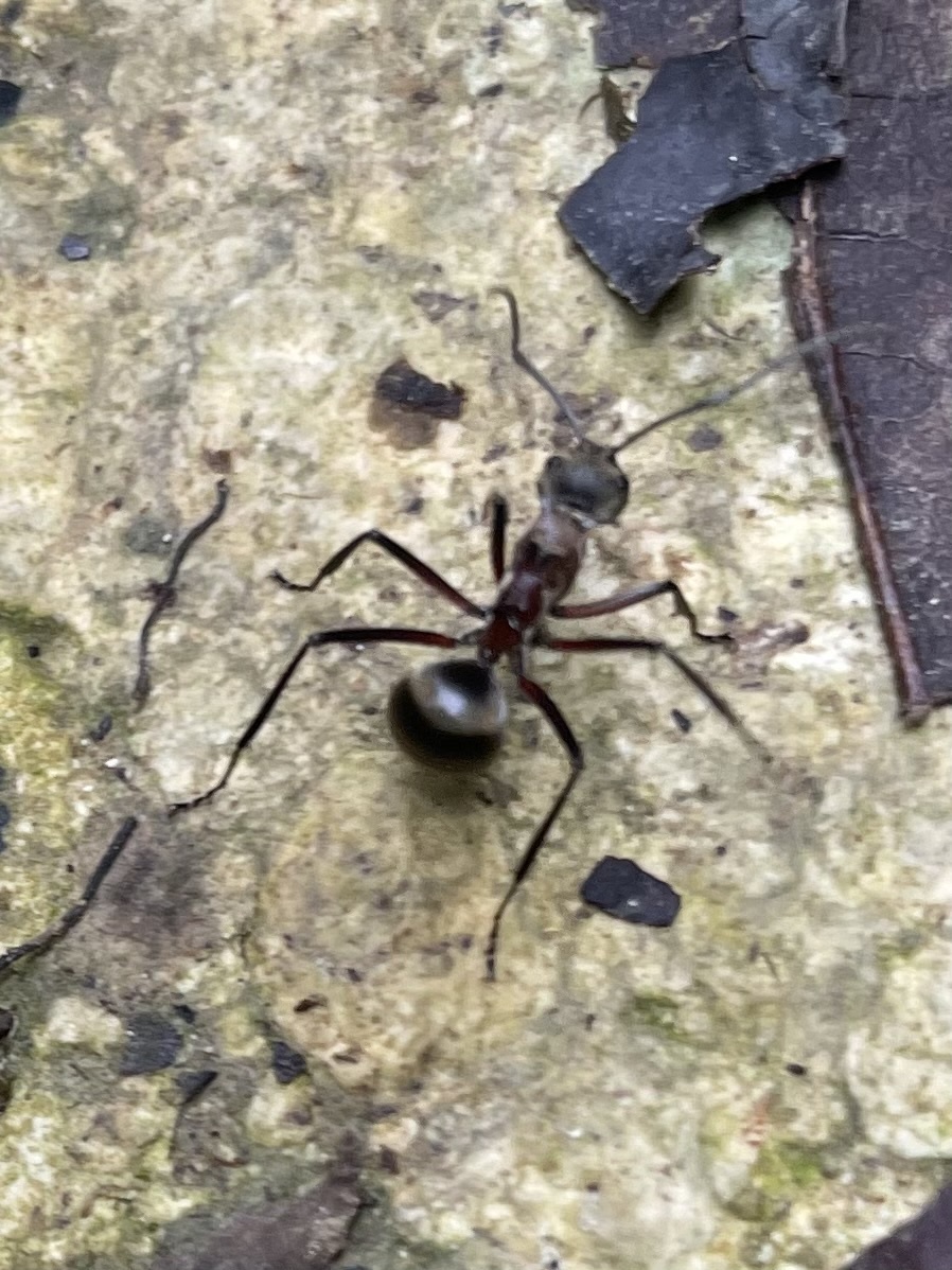 Polyrhachis taylori