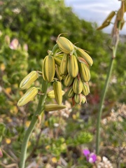 Albuca cooperi