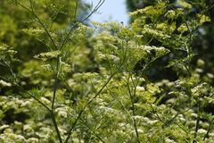 Chaerophyllum