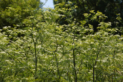 Chaerophyllum