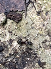 Polyrhachis taylori