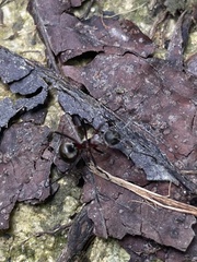 Polyrhachis taylori