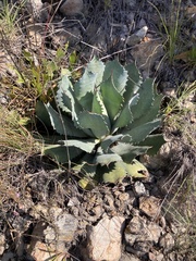 Agave guadalajarana