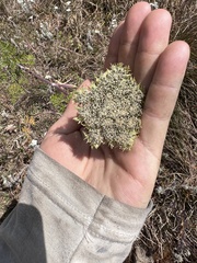 Ligusticopsis wallichiana