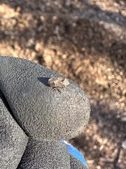 Clastoptera obtusa