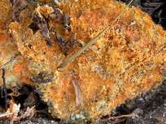 Hypomyces aurantius