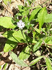 Elephantopus carolinianus