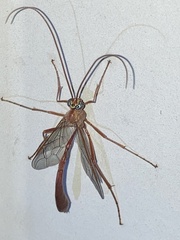 Enicospilus americanus-complex