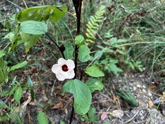 Malvales