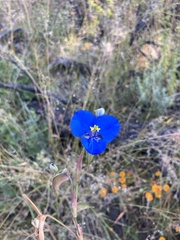Commelina tuberosa