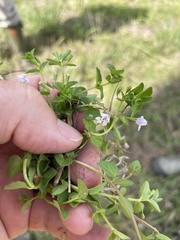 Clinopodium brownei