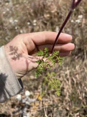 Ligusticopsis wallichiana