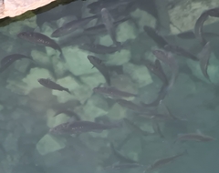 Dicentrarchus labrax