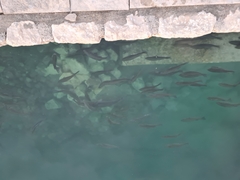 Dicentrarchus labrax