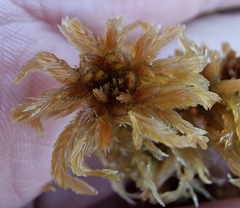 Sphagnum majus