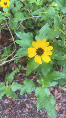 Helianthus debilis
