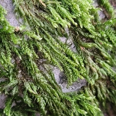 Hygrohypnum luridum