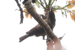 Chalcomitra senegalensis