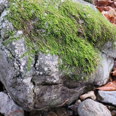 Hygrohypnum luridum