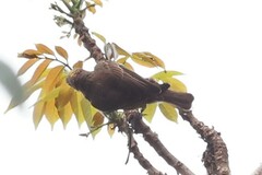 Chalcomitra senegalensis