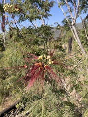 Calliandra grandifolia