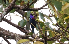 Cinnyris coccinigastrus
