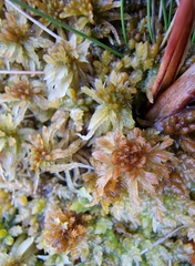 Sphagnum majus