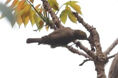 Chalcomitra senegalensis