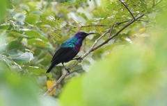 Cinnyris coccinigastrus