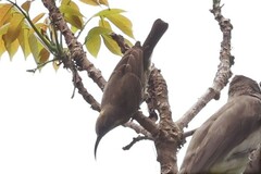 Chalcomitra senegalensis