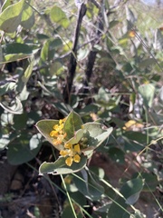 Aspicarpa hirtella
