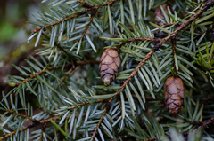 Tsuga dumosa