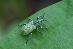Phyllobius argentatus