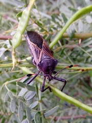 Pachylis neocalifornicus