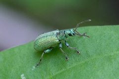 Phyllobius argentatus