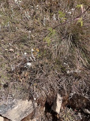 Ligusticopsis wallichiana
